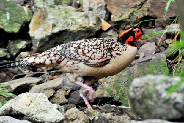 鸡为什么是最富裕的生肖,看似很弱鸡其实很猛的生肖