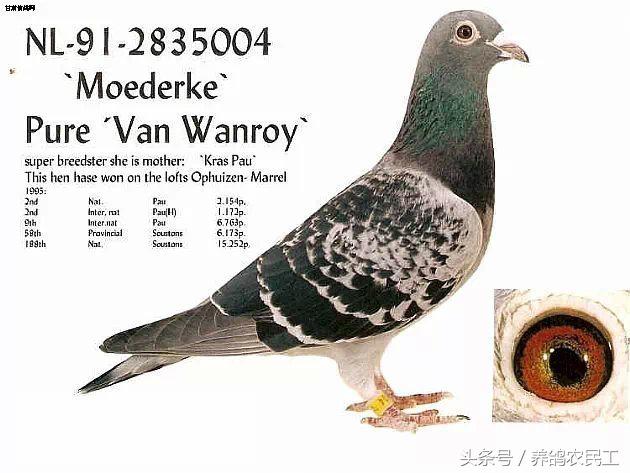 著名赛鸽家杨阿腾,赛鸽血统杨阿腾