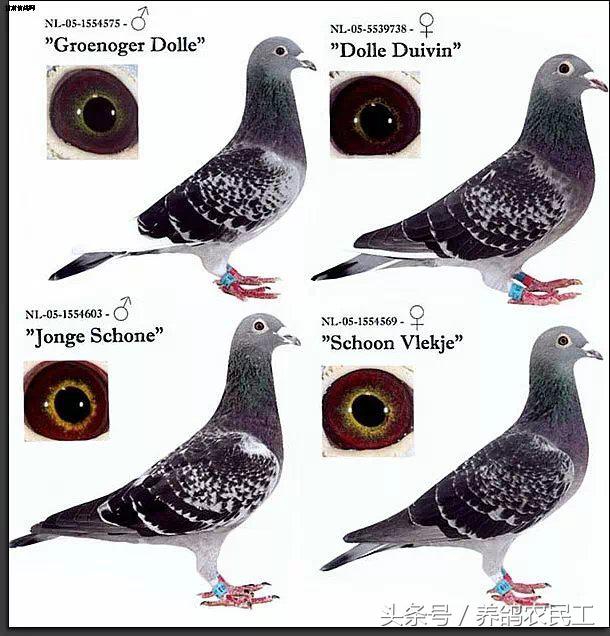 著名赛鸽家杨阿腾,赛鸽血统杨阿腾