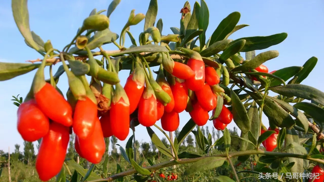 宁夏枸杞甲天下采摘视频,宁夏枸杞的来历及特色