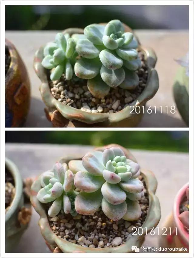 广西南宁适合养的多肉,广西南宁多肉博主