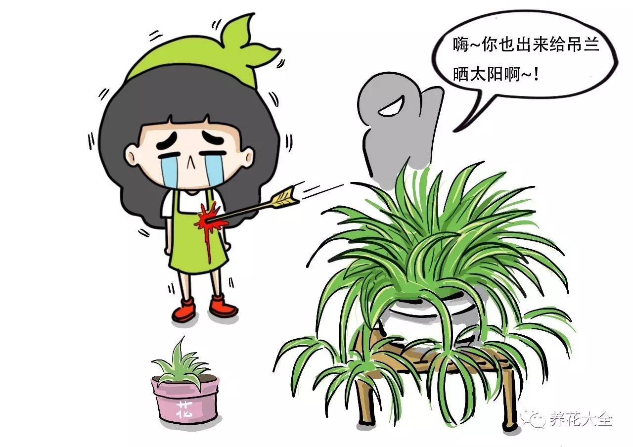 绿萝瀑布吊兰,养花吊兰绿萝