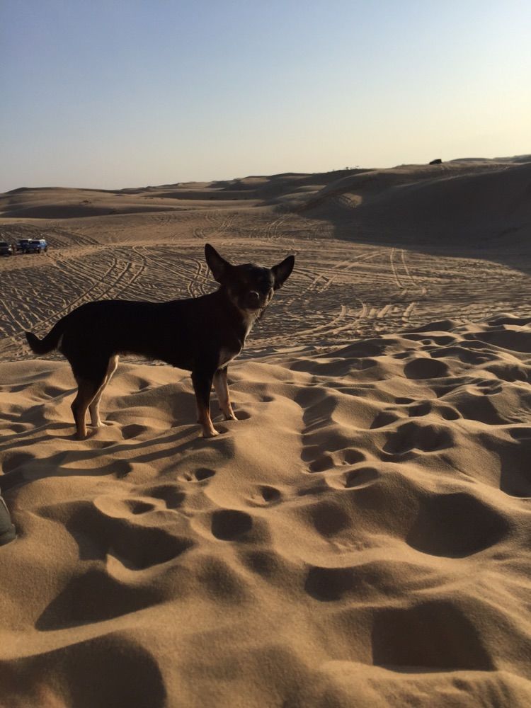 我爱远方风景,我爱远方和自由