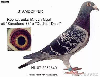 著名赛鸽家杨阿腾,赛鸽血统杨阿腾