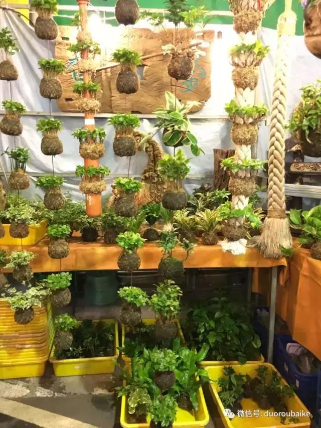 台湾寻肉之旅：小玲带你逛春节的台北花市！