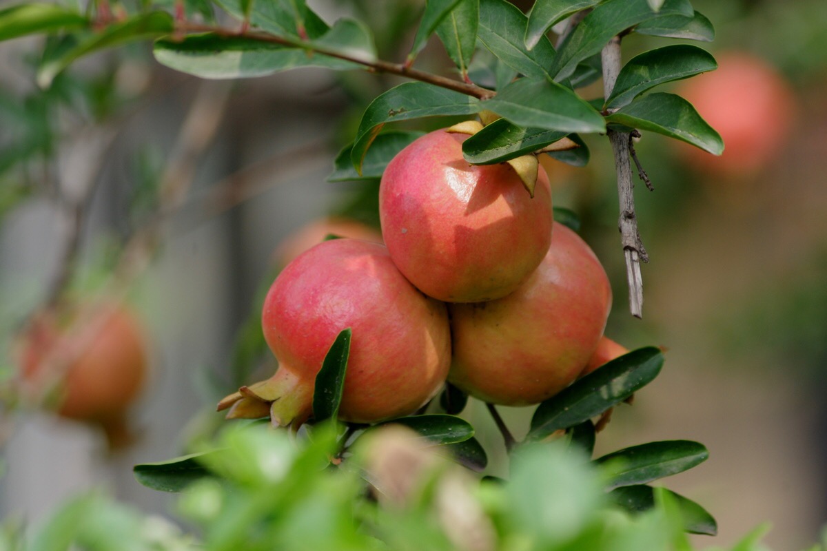 鲜石榴皮治腹泻的正确方法,新鲜的石榴皮治腹泻的正确方法