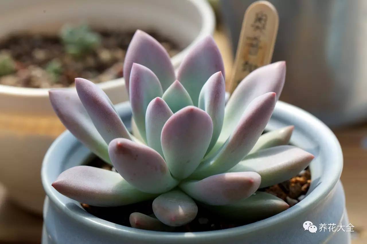 养花小技巧牡丹吊兰图解,绿萝吊兰怎么养成瀑布