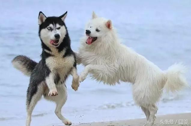 哈士奇再战萨摩耶,两傻相争必有一伤呐~这眼神亮了!
