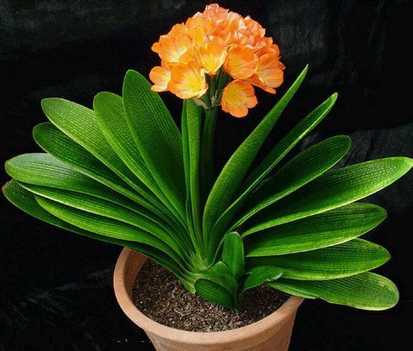 寓意好又能净化空气的绿植，给家里带来好运财运！