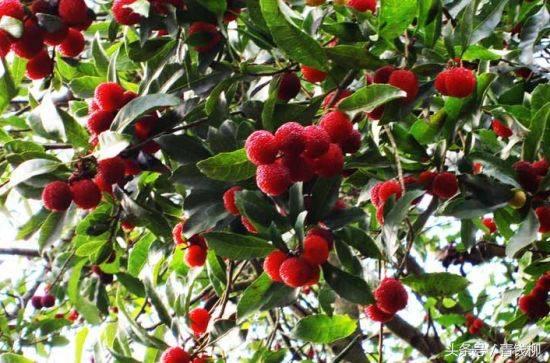 杨梅栽培高产高效管理措施,杨梅在广西的高产种植