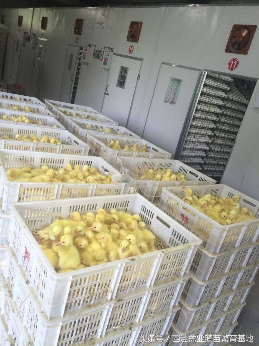 散养鹅的鹅病诊断防治,西洼禽业鹅苗繁育基地