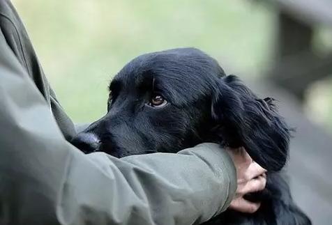 走丢的狗狗怎么寻回,丢了狗狗如何寻找