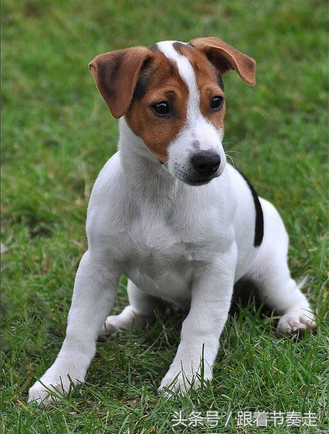 呆萌宠物，猜猜是啥电影中的主人公