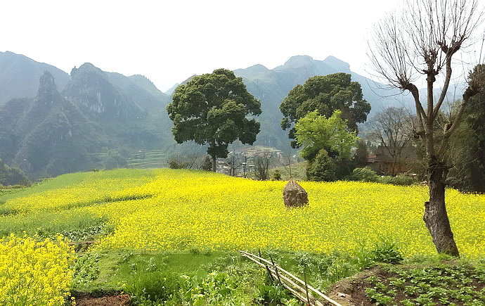 贵州原始古寨景点,贵州清静的古寨