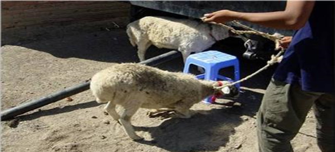 母羊被杀小羊找母亲,母羊被杀小羊下跪