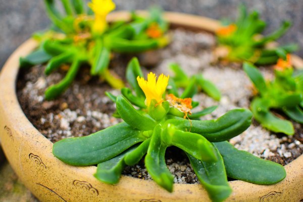 盆栽国色天香,国色天香立春