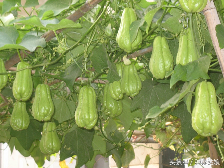 种植佛手瓜要不要掐尖视频,种植佛手瓜五大要点需注意