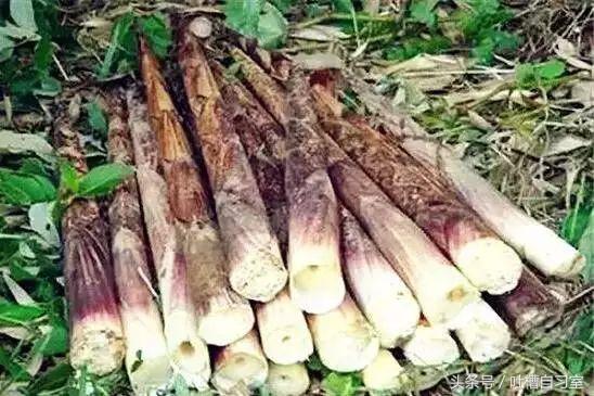 金佛山直接吃的方竹笋,金佛山方竹笋南川的专属味道