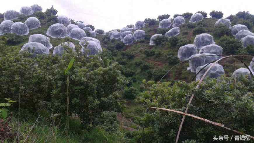 杨梅栽培高产高效管理措施,杨梅在广西的高产种植