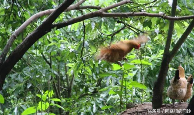 土鸡养殖行业现状怎么样,土鸡养殖风险大吗知乎