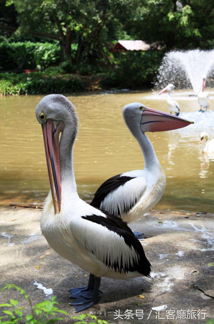 汇客厅2020,狮城新加坡旅游掠影