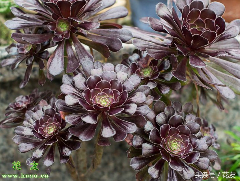 多肉黑法师养护方法,多肉黑法师的养护