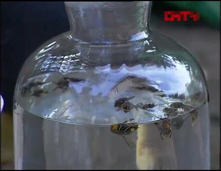 在蜂箱门口抓马蜂泡酒,徒手摘马蜂窝被蜇的视频