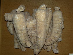 参有哪些种类各有啥不同,常见参的种类及图片