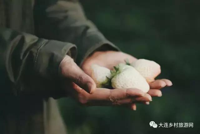 「话莓」之四：一颗草莓走红的背后