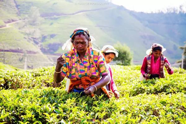遇见斯里兰卡自由行：狮子国奇遇记