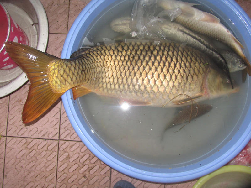 钓获巨鲤,钓巨型大鱼被伤