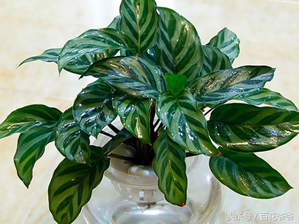 吸收甲醛最佳的十种植物,吸收甲醛最佳的十种植物排行榜