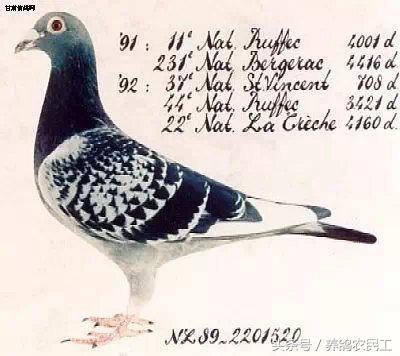 著名赛鸽家杨阿腾,赛鸽血统杨阿腾