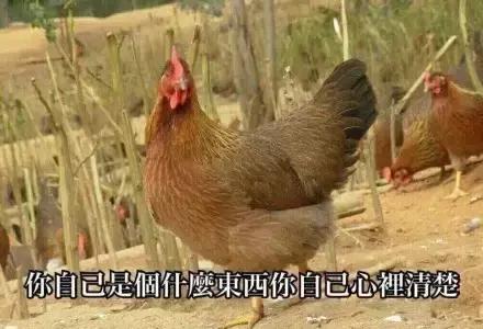 各大牌鸡年限定,外国人对鸡看法