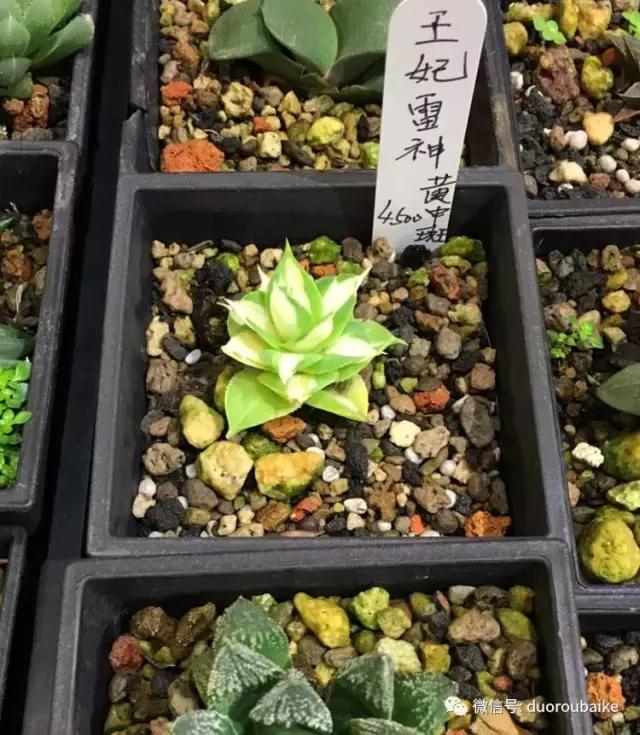 台湾寻肉之旅：小玲带你逛春节的台北花市！