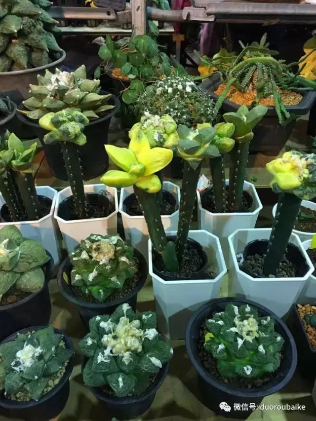 台湾寻肉之旅：小玲带你逛春节的台北花市！