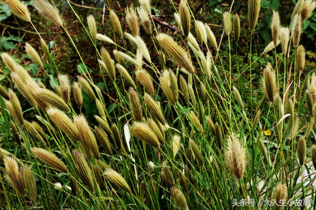 十二生肖男专属幸运花卉,12生肖最佳姻缘表