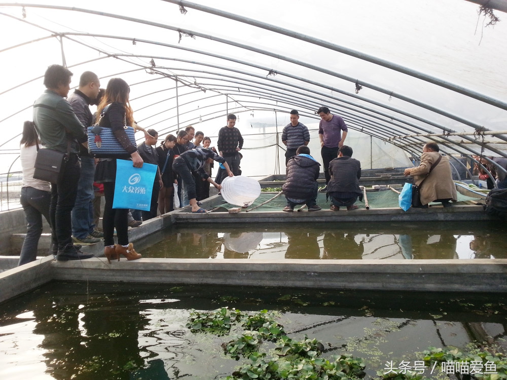 泥鳅养殖高产高效,泥鳅养殖一亩收益多少成本多少