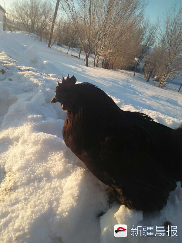 真正的黑鸡多少钱一只,富蕴黑鸡视频大全