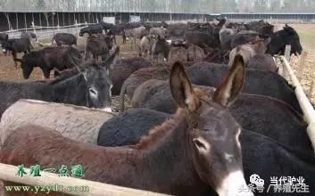 驴的饲养技术和方法书推荐,驴的饲养周期多久