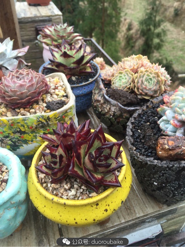 关于多肉植物的国画,多肉山水画