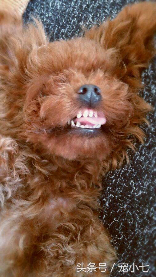 泰迪狗狗牙垢严重的原因,除牙垢泰迪牙膏