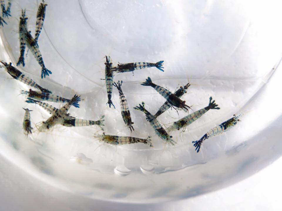 家庭养虾有成功的吗,家庭养观赏虾视频