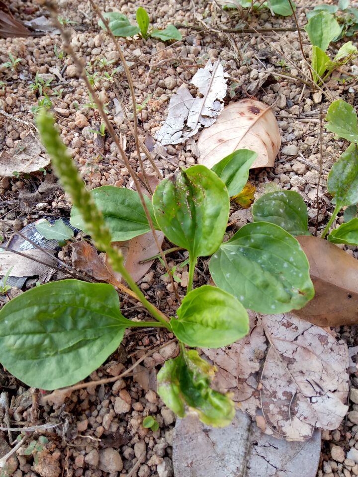 农村有一种特殊的野草,农村这种野草嫩叶却是极品野菜