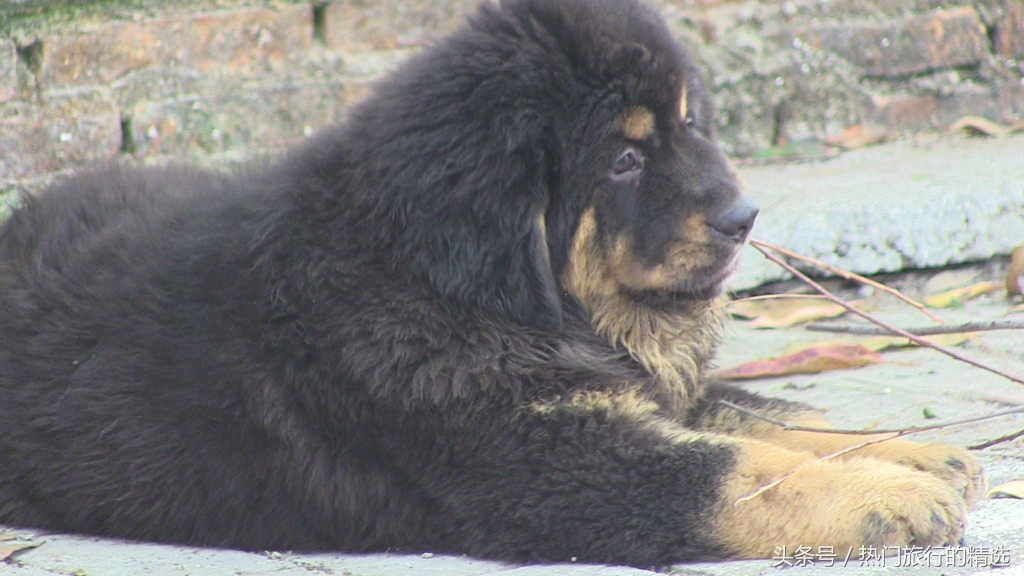 “丑陋”的养獒人,本末倒置,混淆黑白,任意改变藏獒物种的基因