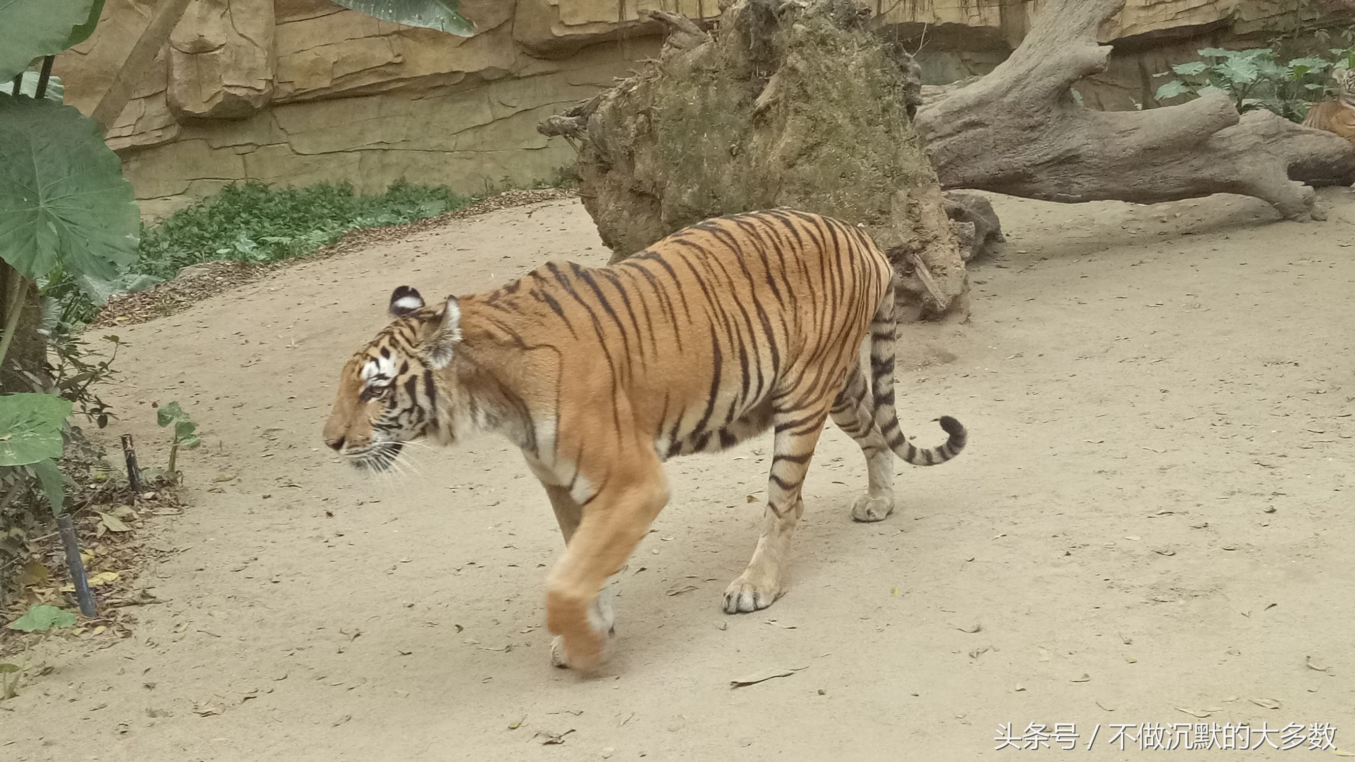 长隆野生动物园金蛇秘境有毒蛇吗,长隆野生动物园金蛇秘境怎么走