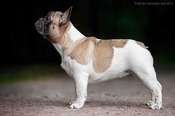 普遍的狗狗品种大全及图片,所有狗狗品种集合大全