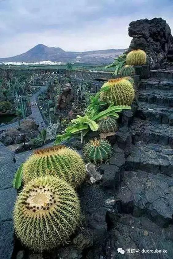 沙子可以种多肉吗,你还在用营养土种多肉吗