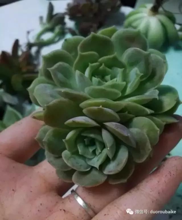 效果感人的多肉对比：终于等到你，还好我没放弃！