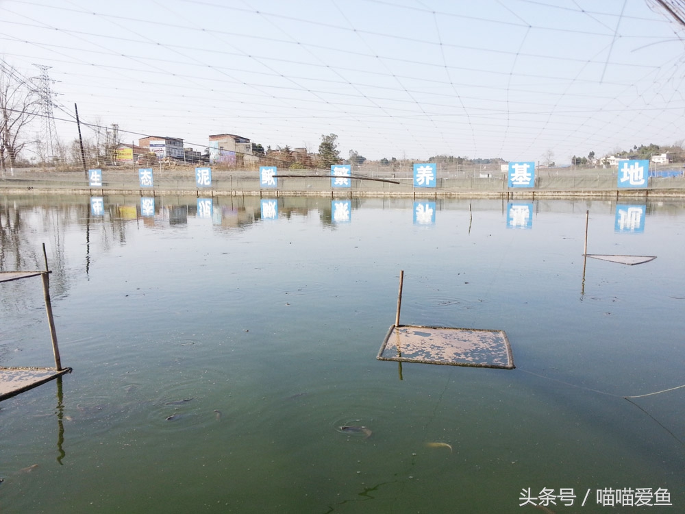 泥鳅养殖高产高效,泥鳅养殖一亩收益多少成本多少